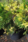 Preview: calocedrus decurrens aureovariegata 4